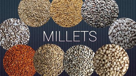 Millet: Grain for Flour Production and Sustainable Feed Development!