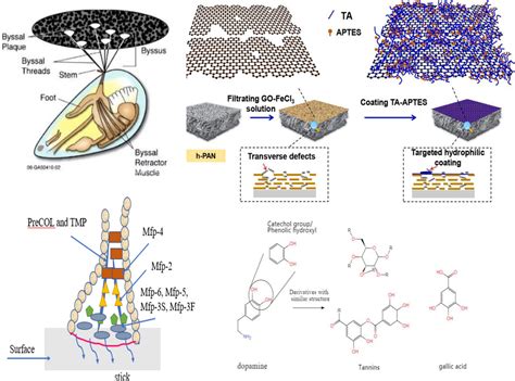  Zebra Mussels: Biomimetic Materials for Next-Generation Energy Storage?